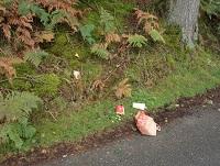 beauty-spot littering beauty-spot littering