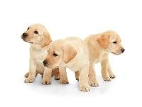 Image of three puppies