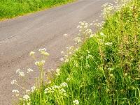 Image of a grass verge