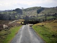 Sheep in the countryside Sheep in the countryside