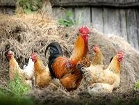 Image of poultry
