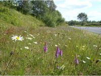 Image of wildflowers growing on a Powys roadside verge