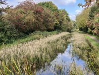 Montgomery Canal between Llanymynech and Maerdy