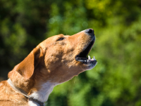 Image of a dog barking