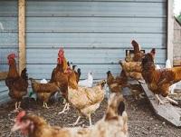 Image of some chickens Image of some chickens