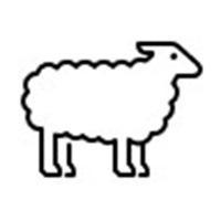 lambing