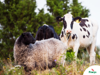 Image of cattle and a sheep