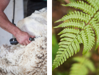 A sheep's fleece and bracken