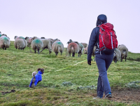 Image of a dog walker in a field with sheep
