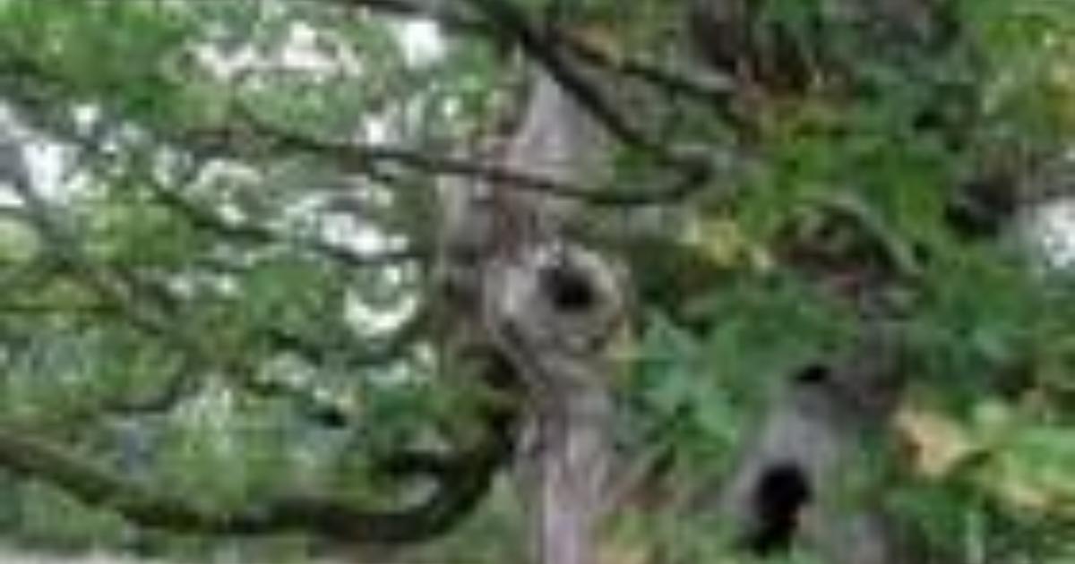 Wildlife Advice: Trees - Powys County Council