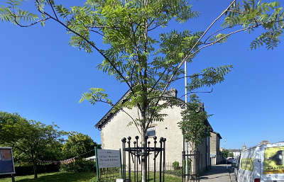 Street trees 2