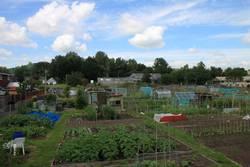 Newmarch Street Allotment Gardens