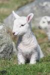 Image of a lamb