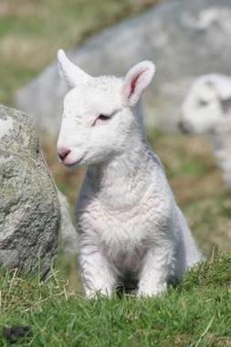 Image of a lamb Image of a lamb