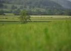 Click here to go to the 'Growing Mid Wales' webpage Click here to go to the 'Growing Mid Wales' webpage