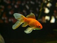 Image of a goldfish Image of a goldfish